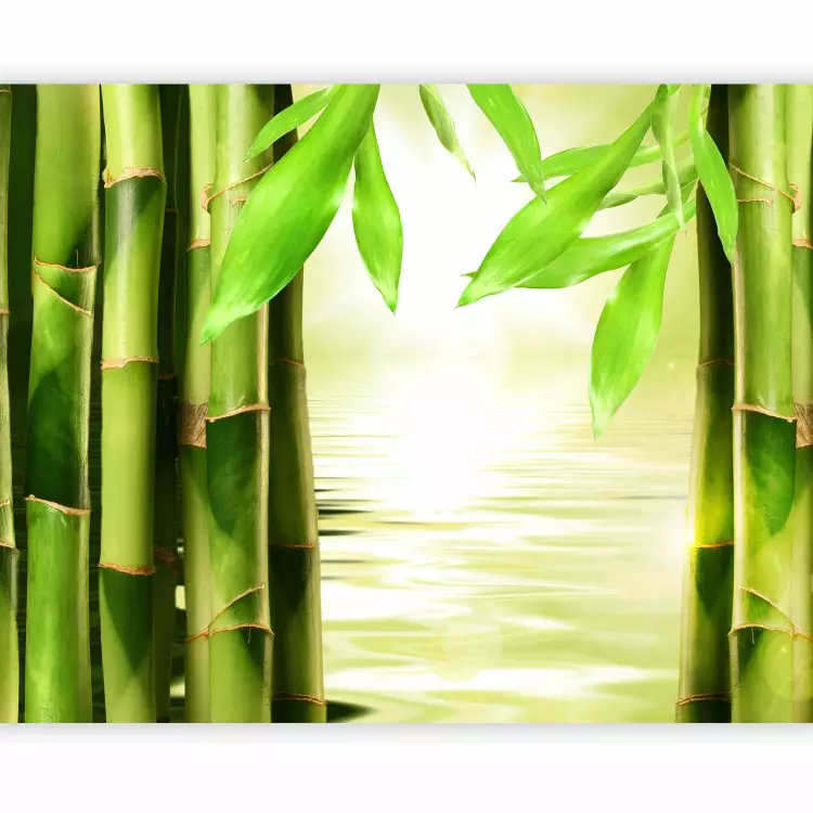 Orient - Asian Plant Motif with Close-up of Bamboo against Water Background