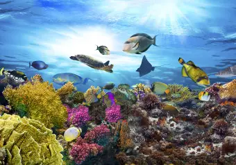 coral reef wallpaper uk