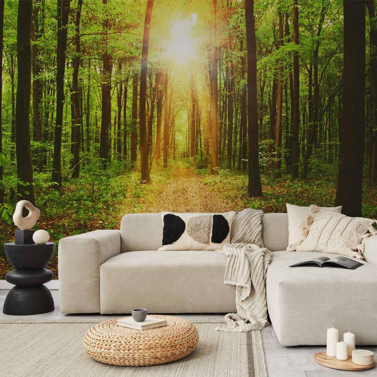 Wall Mural Sunlight - Landscape of Path in the Middle of Forest with Leaves