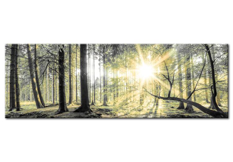 Canvas Print Morning Forest
