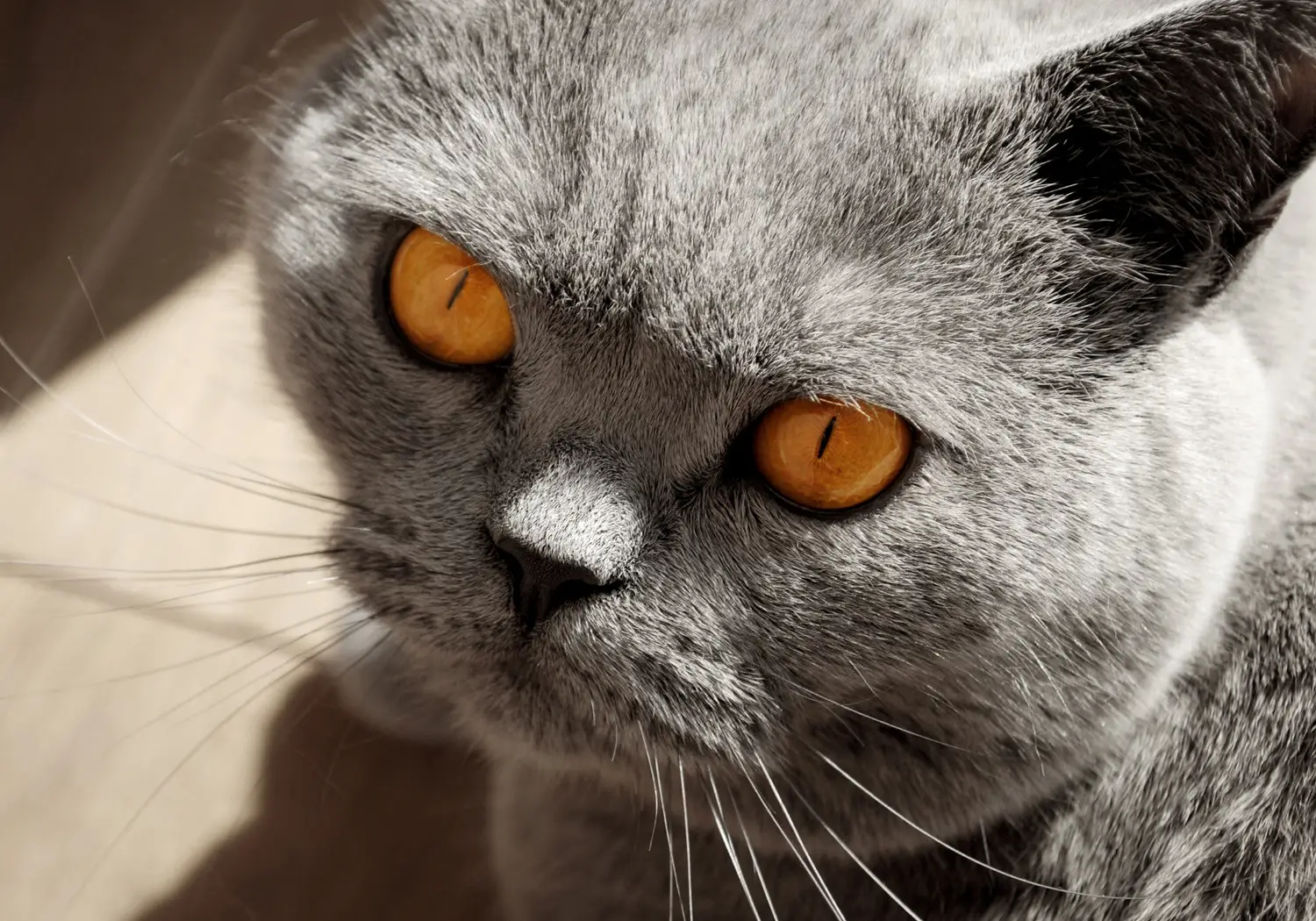 Grey Cats With Orange Eyes Photo Wallpaper Animal In The Picture
