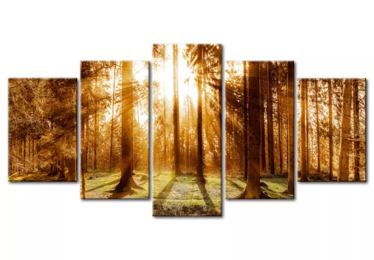 Canvas Print Forest Illumination