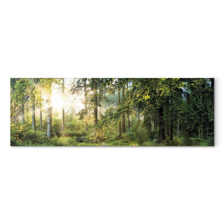 Canvas Print Forest Shelter