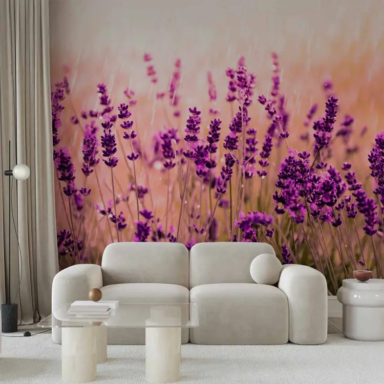 Lavender in the rain - landscape of a meadow with purple flowers and a blurred background