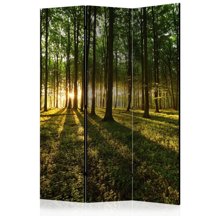 Room Divider Morning in the Forest - landscape of forest nature against the backdrop of a rising sun