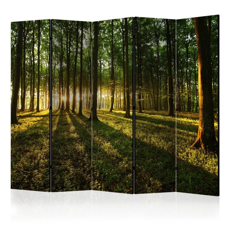 Room Divider Morning in the Forest II - forest landscape of trees in the motif of sunrise