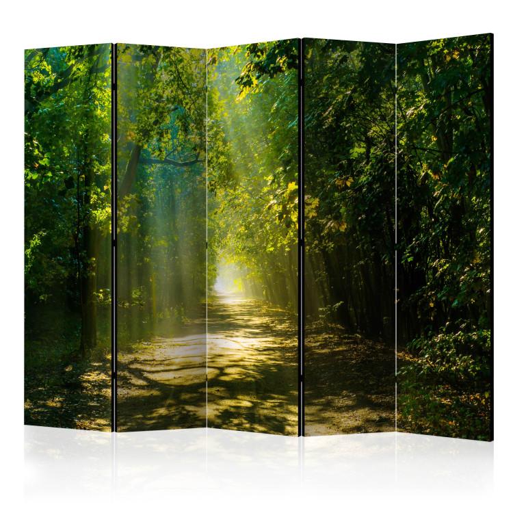 Room Divider Path in the Sun II - landscape of a road through the forest and sunbeams