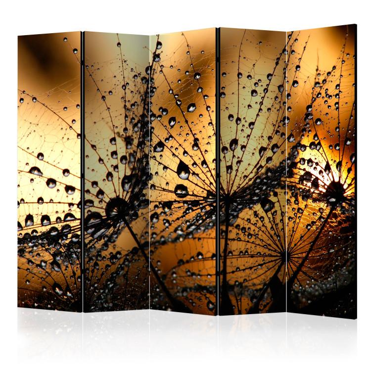 Room Divider Dandelions in the Rain II - dandelion with drops on an orange background