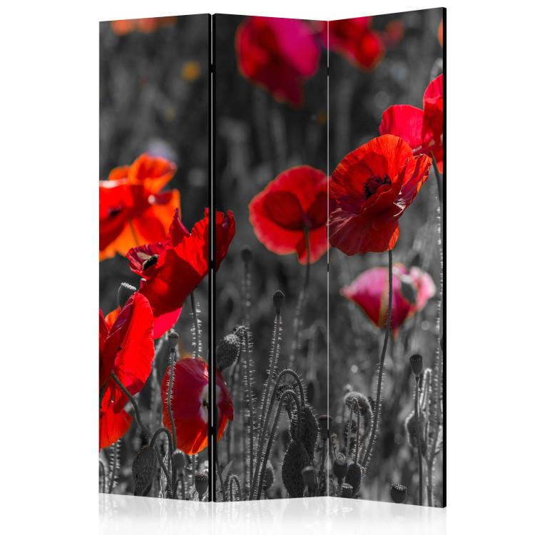 Room Divider Red Poppies - summer flowers of red poppies on a black and white meadow