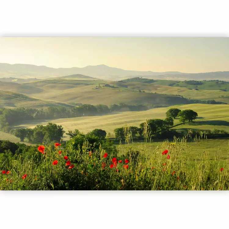 Poppies in Tuscany - landscape of Italian fields in summer with trees and mountains in the background
