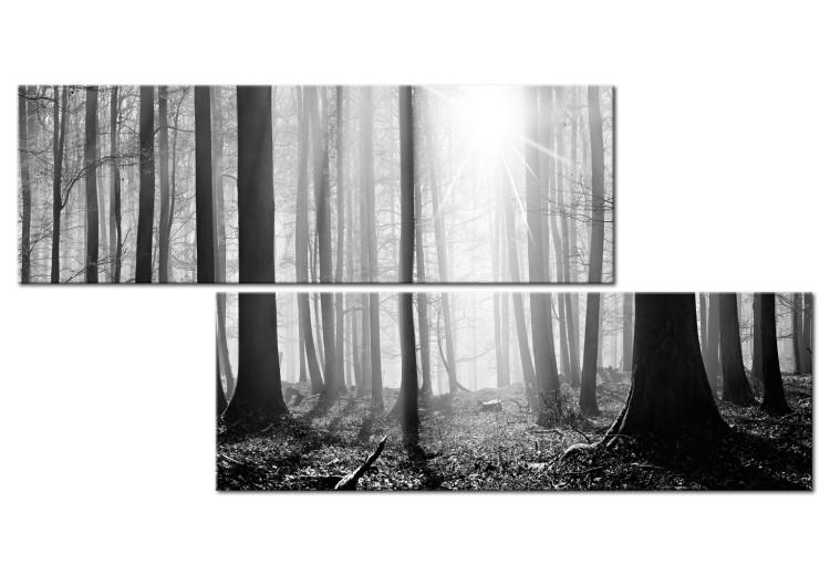 Canvas Print Nature: Black and White Forest - Sunlit Landscape from Forest