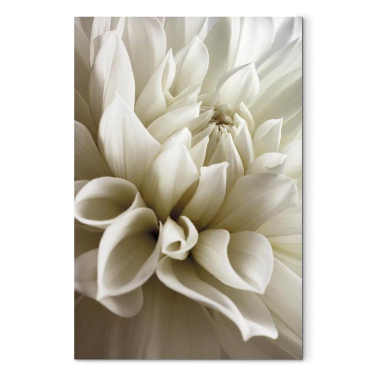 Canvas Print Beautiful Dahlia - Beautiful Flowers of Romantic Plant in White Color