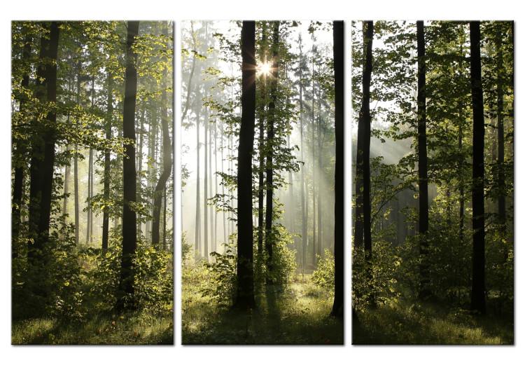 Canvas Print Nature: Forest Morning II