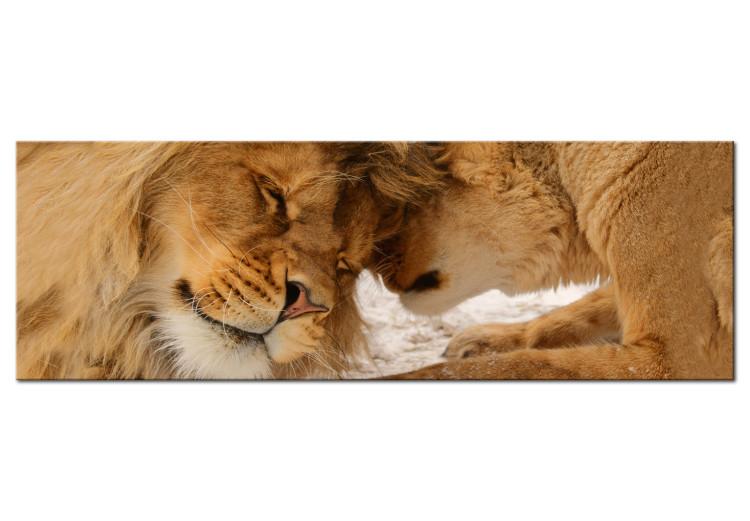 Canvas Print Lion and Lioness - Romantic Animal Pair Sharing Mutual Love