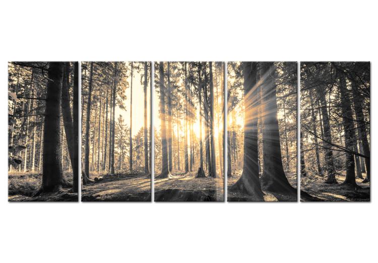 Canvas Print Guardians of Shadow (5-piece) - Forest in the Glow of Sunrise