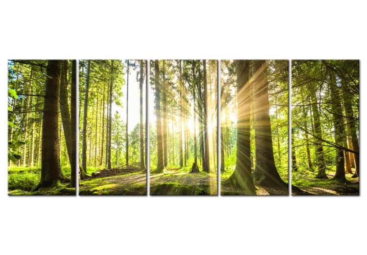 Canvas Print Green Glow (5-piece) - Sunrise Amidst Forest Nature
