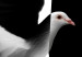 Poster White Dove [Poster] 149100 additionalThumb 10