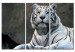 Canvas Print White tiger 58600