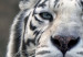 Canvas Print White tiger 58600 additionalThumb 5