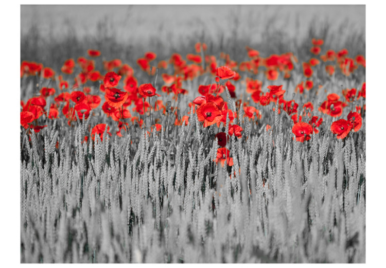 Wall Mural Red Poppies in Black and White Grain - Contrasting Abstraction of Flowers 60400 additionalImage 1