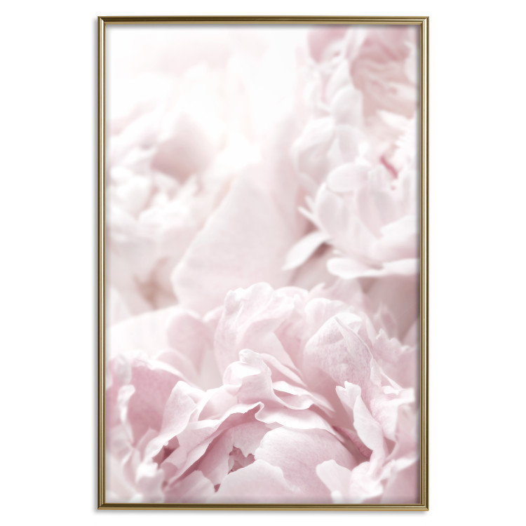 Wall Poster Fluffy peonies - botanical composition with flowers with pink petals 115010 additionalImage 17