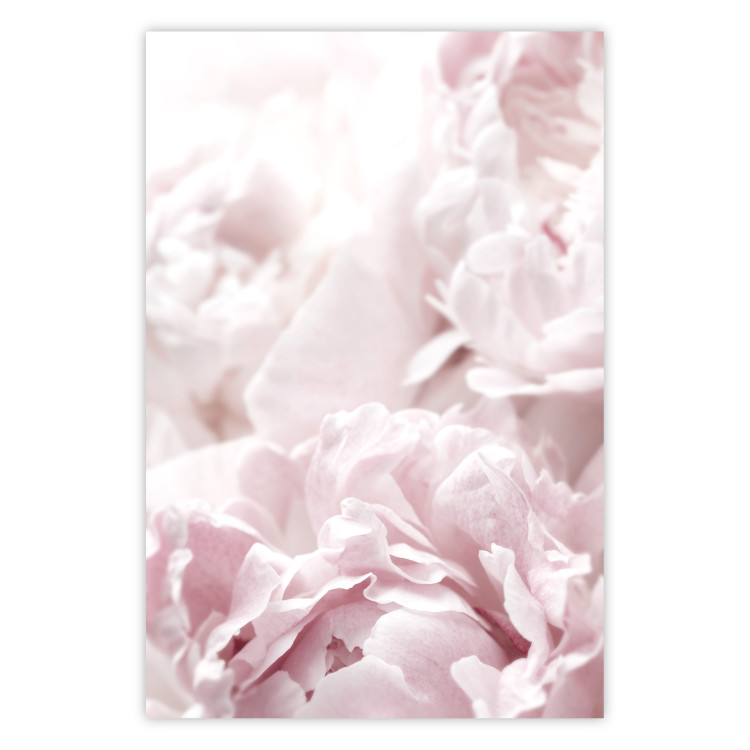 Wall Poster Fluffy peonies - botanical composition with flowers with pink petals 115010