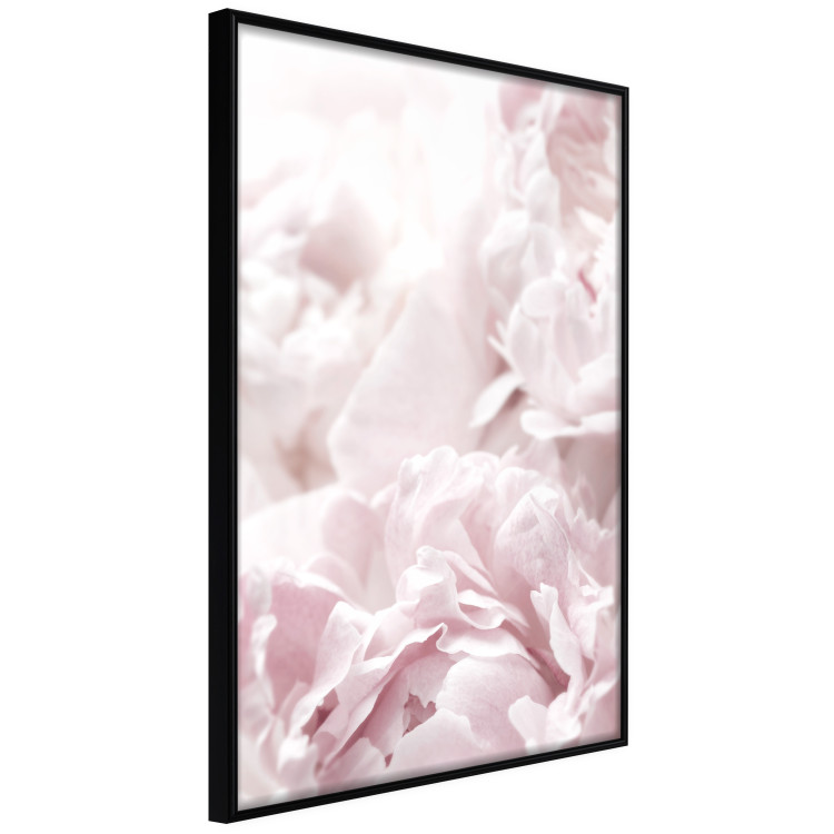 Wall Poster Fluffy peonies - botanical composition with flowers with pink petals 115010 additionalImage 12