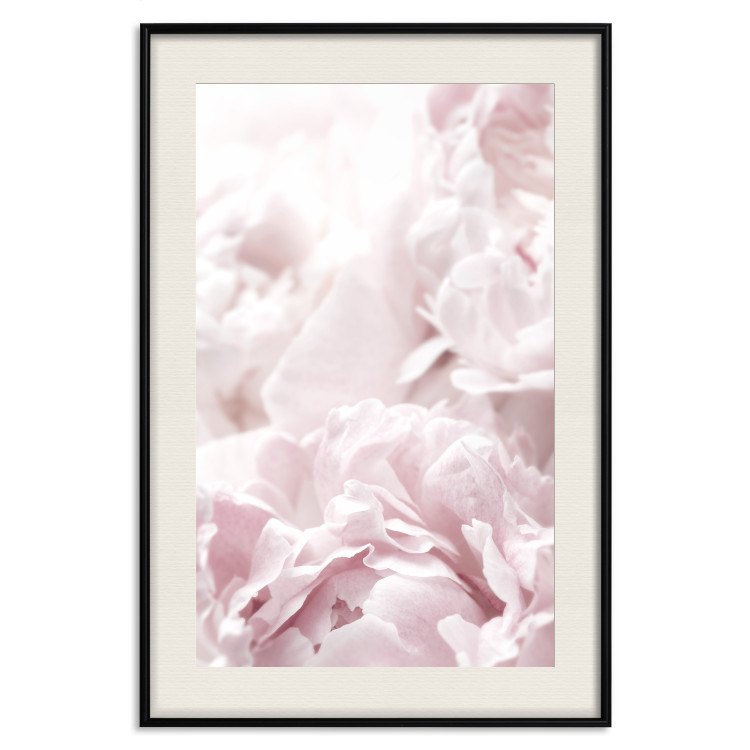 Wall Poster Fluffy peonies - botanical composition with flowers with pink petals 115010 additionalImage 19
