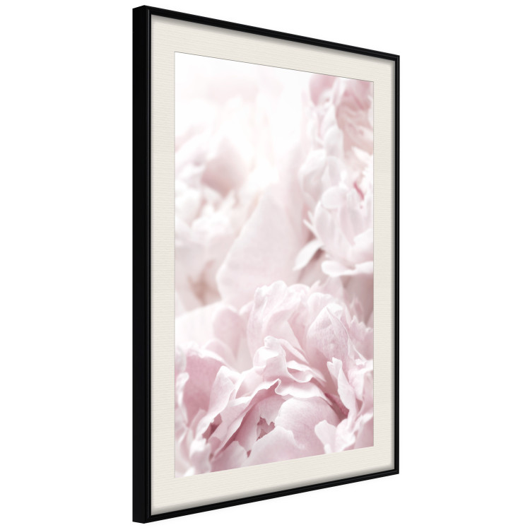 Wall Poster Fluffy peonies - botanical composition with flowers with pink petals 115010 additionalImage 3