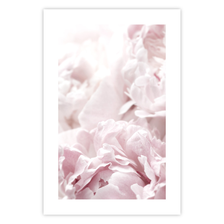 Wall Poster Fluffy peonies - botanical composition with flowers with pink petals 115010 additionalImage 21