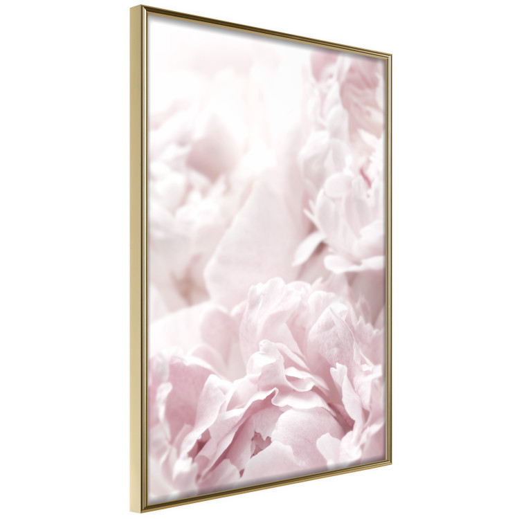 Wall Poster Fluffy peonies - botanical composition with flowers with pink petals 115010 additionalImage 14