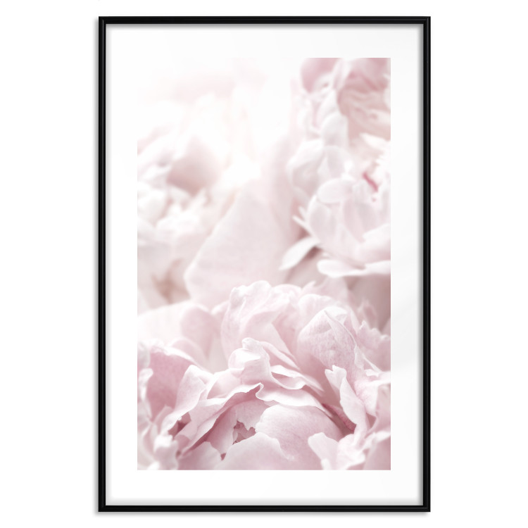 Wall Poster Fluffy peonies - botanical composition with flowers with pink petals 115010 additionalImage 16
