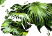 Poster The World is a Jungle - text under a tropical world map on a white background 125410 additionalThumb 9