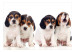Photo Wallpaper Sad Puppies 129010 additionalThumb 1