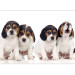 Photo Wallpaper Sad Puppies 129010 additionalThumb 3
