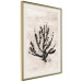 Poster Sea Plant - black plant composition on a beige textured background 134510 additionalThumb 4