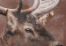 Wall Poster Deer - warm-colored composition with a horned animal against a forest background 137010 additionalThumb 3