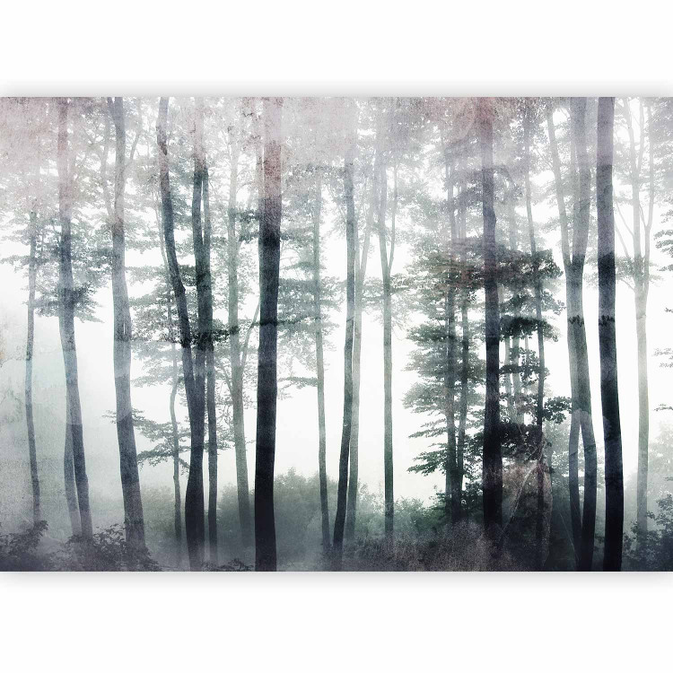 Wall Mural Misty forest landscape - landscape of tall forest trees in fog 137410 additionalImage 5