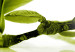 Canvas Print Crystal magnolias 58710 additionalThumb 4