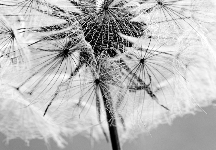 Canvas Midsummer (1-piece) - Black and White Dandelions on Summer Day 106220 additionalImage 5