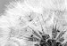 Canvas Midsummer (1-piece) - Black and White Dandelions on Summer Day 106220 additionalThumb 4