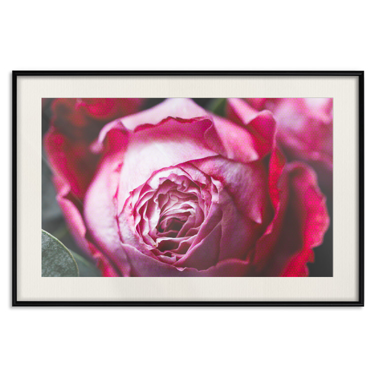 Poster Rose Geometry - composition with intense-colored rose petals 117220 additionalImage 18