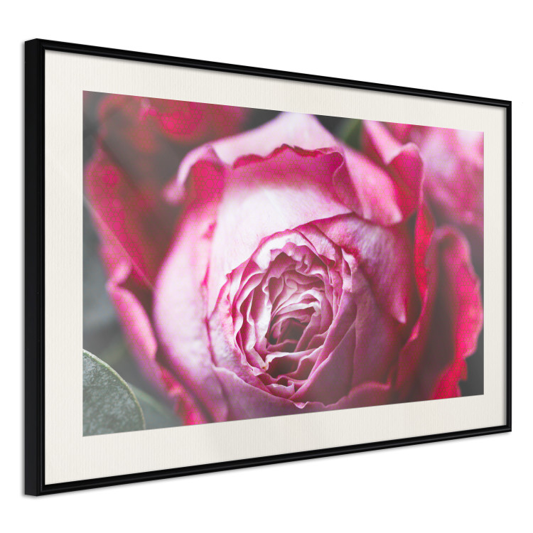 Poster Rose Geometry - composition with intense-colored rose petals 117220 additionalImage 3