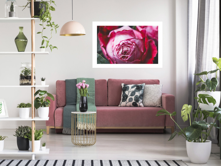 Poster Rose Geometry - composition with intense-colored rose petals 117220 additionalImage 4