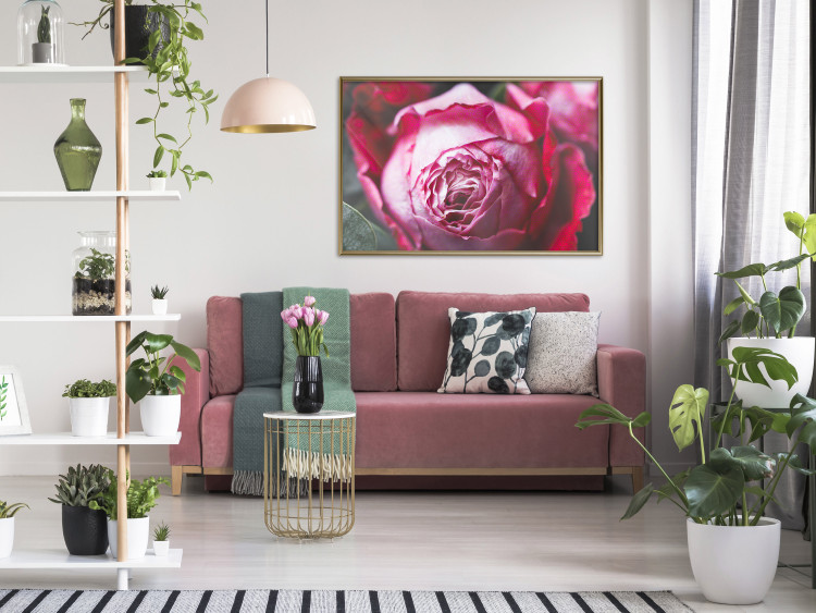 Poster Rose Geometry - composition with intense-colored rose petals 117220 additionalImage 7