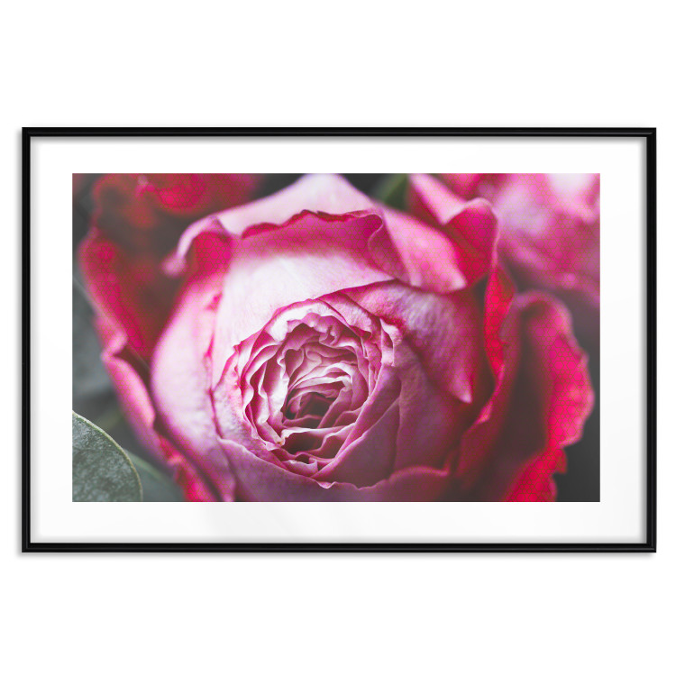 Poster Rose Geometry - composition with intense-colored rose petals 117220 additionalImage 17