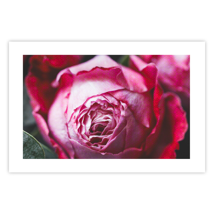 Poster Rose Geometry - composition with intense-colored rose petals 117220 additionalImage 25