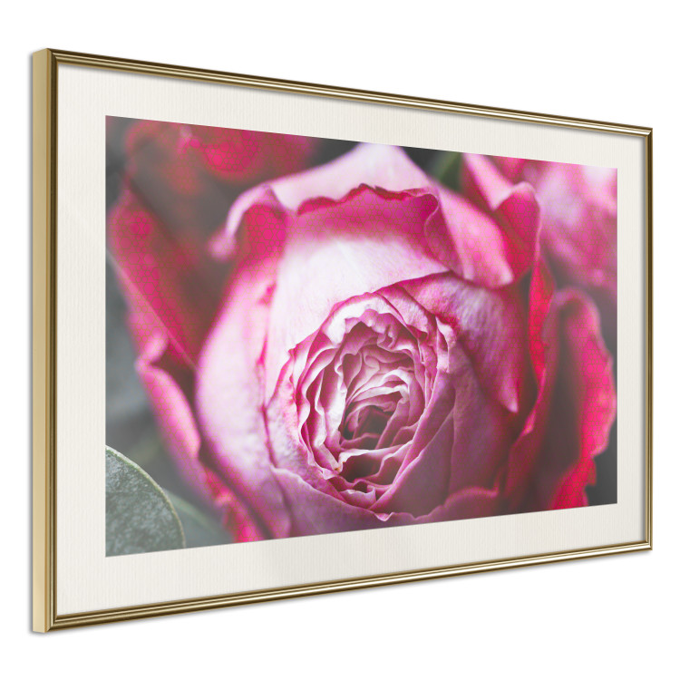 Poster Rose Geometry - composition with intense-colored rose petals 117220 additionalImage 2