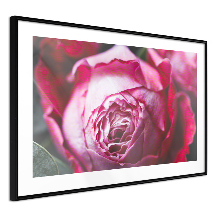 Poster Rose Geometry - composition with intense-colored rose petals 117220 additionalImage 13