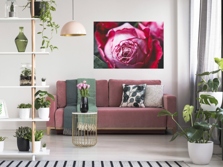 Poster Rose Geometry - composition with intense-colored rose petals 117220 additionalImage 23